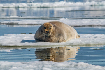 Bearded sal in the Arctic