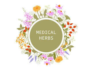 Round text field with colourful medicinal herbs and flowers, vector sketch, echinacea, lavender, dandelion, st john's wort, gingko, linden tree, lavender, willow herb, rose hip, ginkgo and other