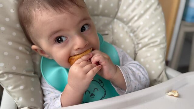 Hungry baby eating bread at lunch time enthusiastically, baby led weaning