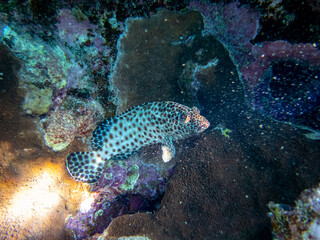 Epinephelus tauvina or grouper tauvina in a coral reef in the Red Sea