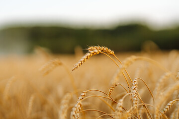 Golden ears of wheat on a sunset field in the evening. Close-up nature photography. The idea of a...