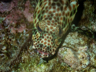 Fototapeta na wymiar Epinephelus tauvina or grouper tauvina in a coral reef in the Red Sea