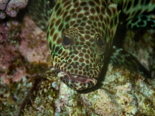 Fototapeta na wymiar Epinephelus tauvina or grouper tauvina in a coral reef in the Red Sea
