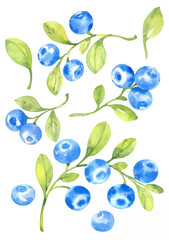 Blueberries, vector watercolor hand drawn illustration sketch style. twigs, berries and leaves on an isolated white background.