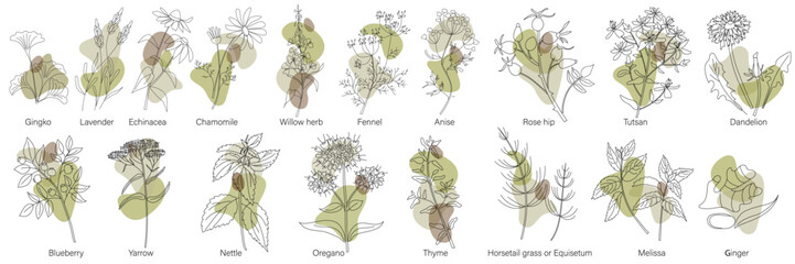 Big collection of healing medical herbs gingko, lavender, echinacea, chamomile, willow herb, fennel, anise, Rose hip, dandelion, orsetail, Tutsan,melissa, ginger in modern line style,Yarrow, blueberry © Running opossum