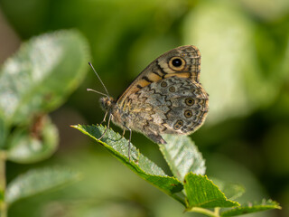 Wall Brown Butterfly Resting With Its Wings Closed