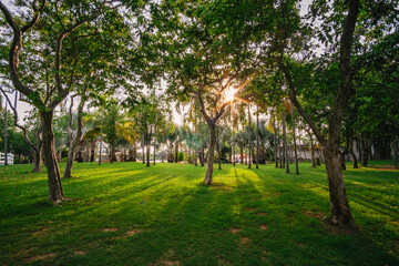 Fototapeta na wymiar green lawn in the park