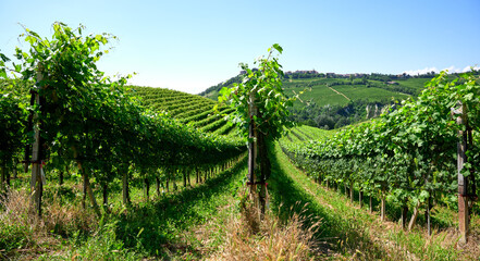 Obraz premium Vineyards of fresh grapes on the Langhe hills, in the villages near the town of Barolo, Piedmont, Italy on a clear July day. 