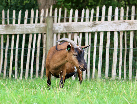 Goat grazing on a green meadow on Dairy farm. Close-up photo of livestock animal. Dutch countryside in the summer. 