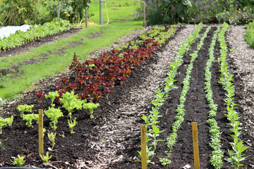 Lettuce plants, basilic and other herbs growing in the vegetable garden in early spring.