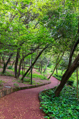 A winding path leads through a lush green forest with lush tall imposing trees on either side with sun light shining through the trees