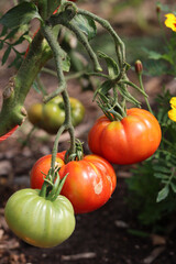 Ripe tomatoes growing in a greenhouse. Fresh organic vegetables in a garden. Healthy eating concept. 