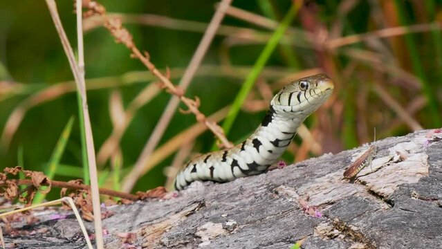 Grass Snake on a Log