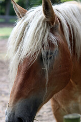 Naklejka premium Icelandic horse eating hay in the paddock of a farm