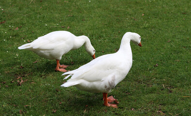 Two white geese on a green meadow in a farm. 