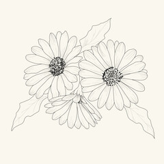 Sunflower line drawing