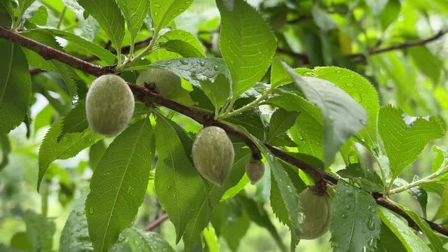 Raw fruits in spring day rain in morning hand on green tree branch fresh leaf and clean air in mountain wait for ripe and red plum in summer orchard garden homestead rural lifestyle Iran agriculture