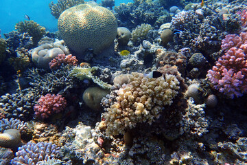 Obraz na płótnie Canvas coral reef in the Red Sea