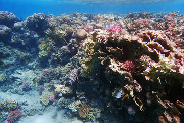 coral reef in the Red Sea