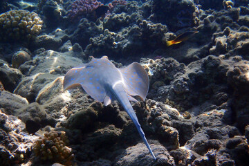 Bluespotted ribbontail ray fish © jonnysek