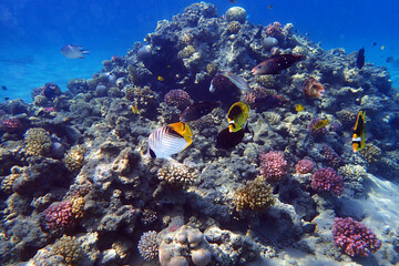 coral reef in the Red Sea