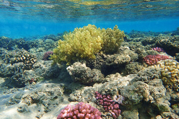 coral reef in the Red Sea
