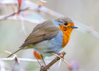 Robin Red Breast (Erithacus rubecula) in Dublin, Ireland