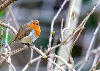 Robin Red Breast (Erithacus rubecula) in Dublin, Ireland