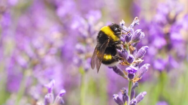 Wildflowers Vivid Purple Lavendel being Pollinated by Both hard working Bumblebees and Honey bees in the Garden of a Home in Sweden.