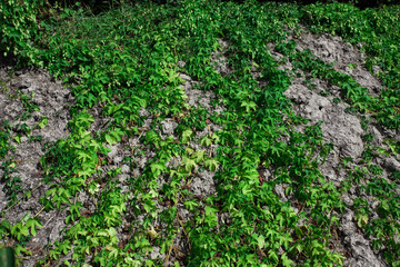 Green ivy has grown on the concrete wall. Textured background image for your creative design or illustrations about nature.