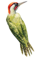 Fototapeta premium Woodpecker bird on isolated background, watercolor hand drawn illustration. 