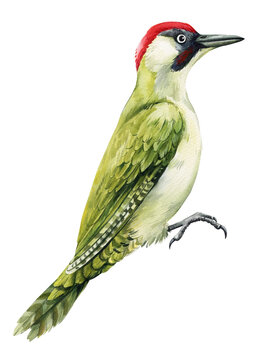 Woodpecker bird on isolated  background, watercolor hand drawn illustration. 