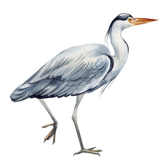 Heron bird on isolated  background, watercolor hand drawn painting illustration. 