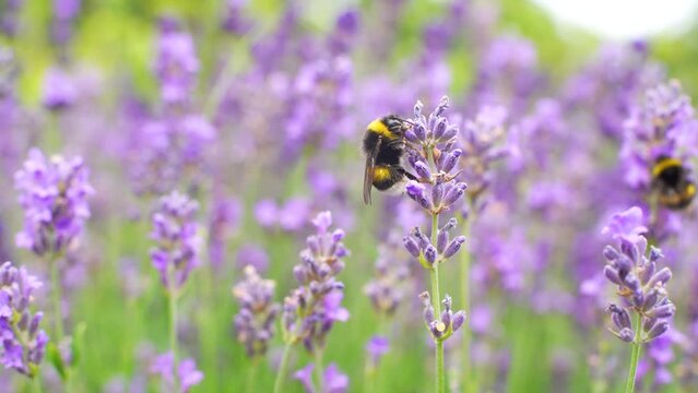 Wildflowers Vivid Purple Lavendel being Pollinated by Both hard working Bumblebees and Honey bees in the Garden of a Home in Sweden.