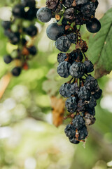 Lost harvest of blue grapes. Wrinkled withered grapes close up. A bunch of tall frozen grapes.Bunch of ripe grapes with dried berries hanging from the vine. 