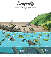 Dragonfly life cycle with their habitat