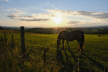 Horse in a field at sunset