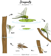 Dragonfly life cycle