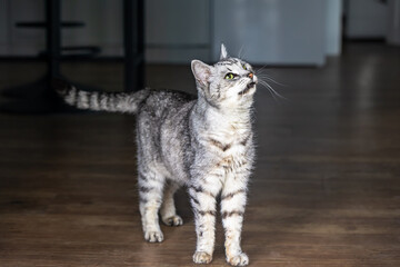 Egyptian Mau cat looks up on a dark background