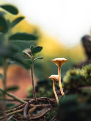 Tiny mushroom