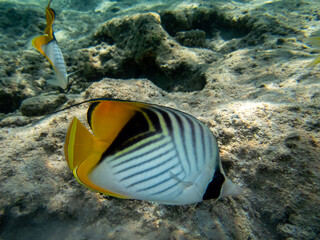 Chaetodon fasciatus in a coral reef in the Red Sea