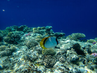 Naklejka na ściany i meble Chaetodon fasciatus in a coral reef in the Red Sea