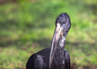 African Openbill (Anastomus lamelligerus) in Southern Madagascar