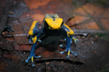 Dendrobates tinctorius tumucumaque closeup on dry leaves, Dendrobates tinctorius tumucumaque closeup