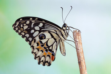 Beautiful butterfly front view on flower, closeup insect