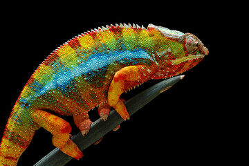 Beautiful of chameleon panther, chameleon panther on branch, chameleon panther on isolated background, Chameleon panther closeup © kuritafsheen