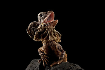 Chlamydosaurus kingii lizard on isolated background, Baby Chlamydosaurus kingii lizard closeup on stone