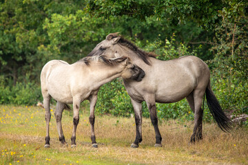 Obraz na płótnie Canvas A portrait of two wild horses - Equus ferus - in Marielyst reservation, Denmark