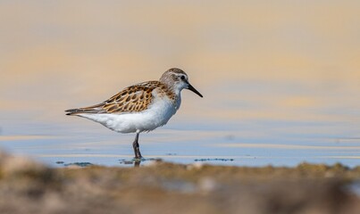 Little Stint (Calidris minuta) is a wetland bird that lives in the northern parts of the European and Asian continents. It feeds in swampy areas.