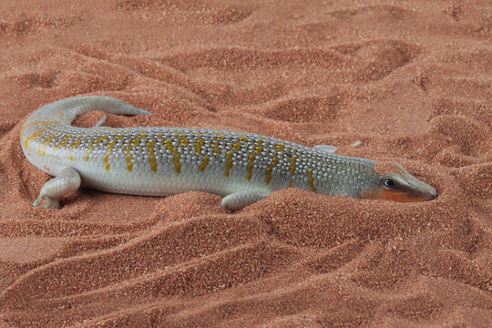 Sandfish lizards are trying to hide under the sand, Sandfish lizard "Scincus scincus" closeup on wood